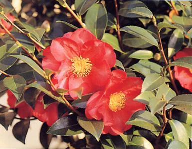 山茶花
