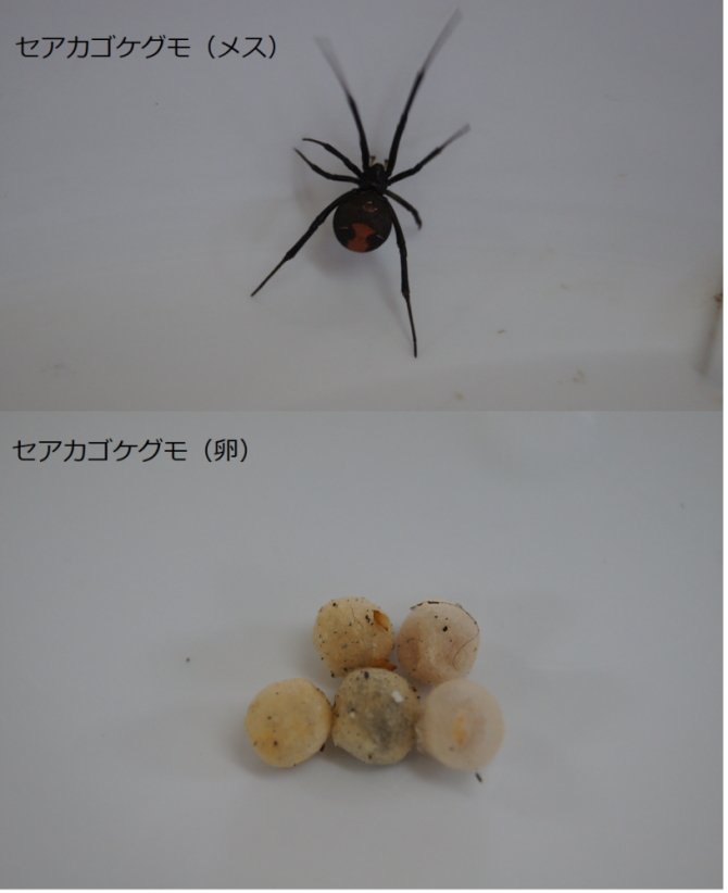 セアカゴケグモ