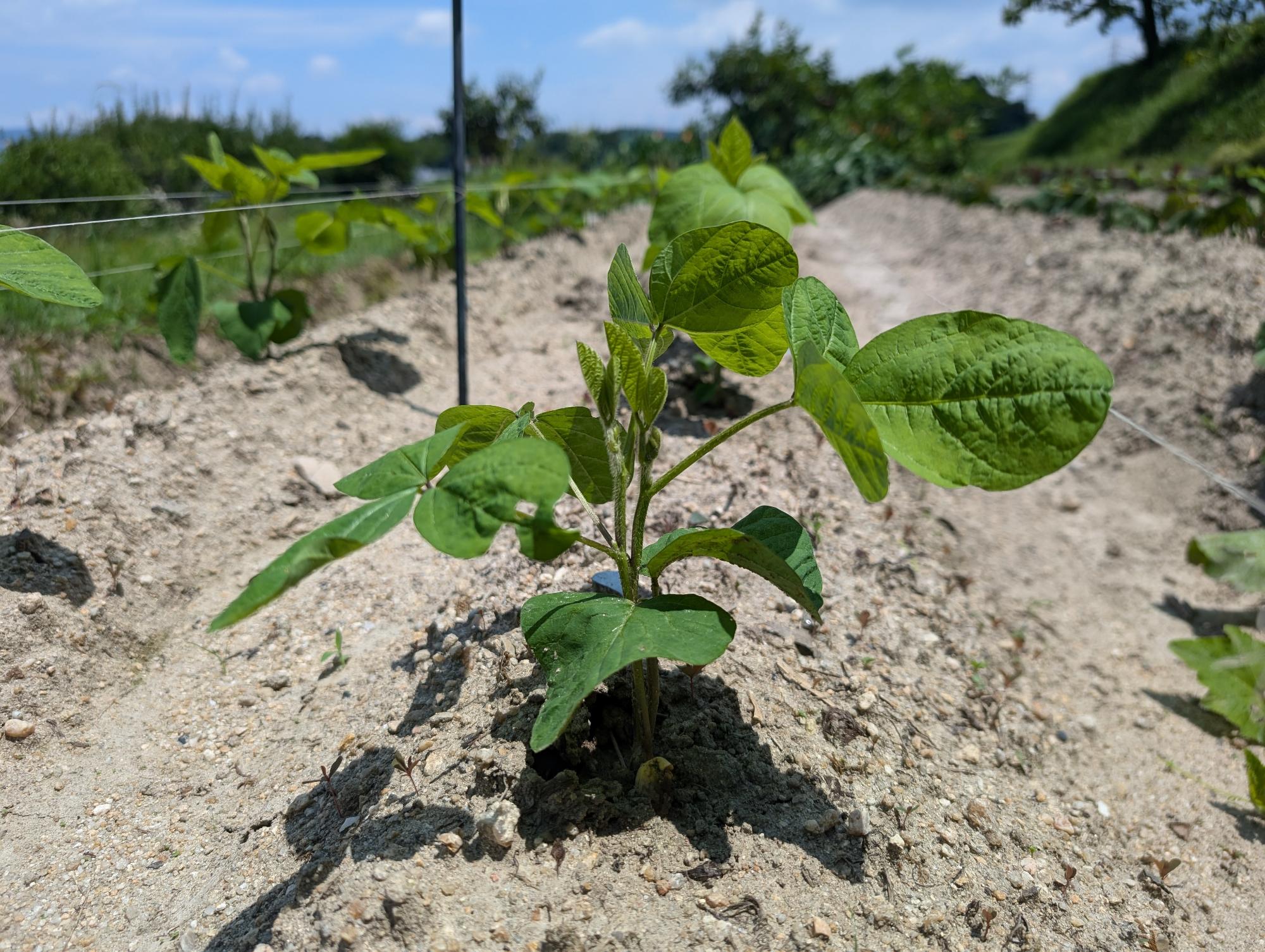 7月上旬