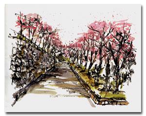中山田池の桜