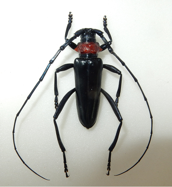 クビアカツヤカミキリ