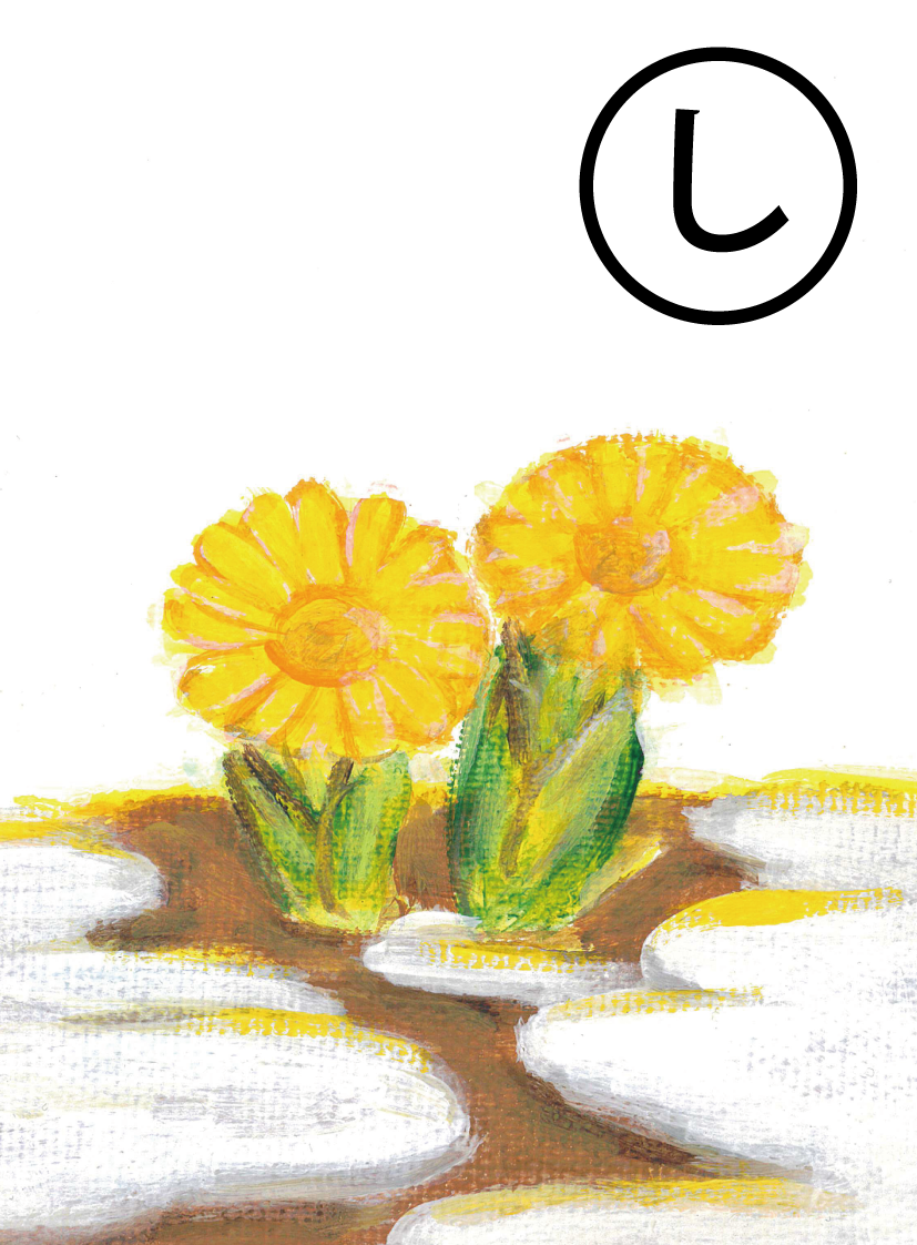 「“幸せを招く”が 花言葉 福寿草は町の花」の絵札